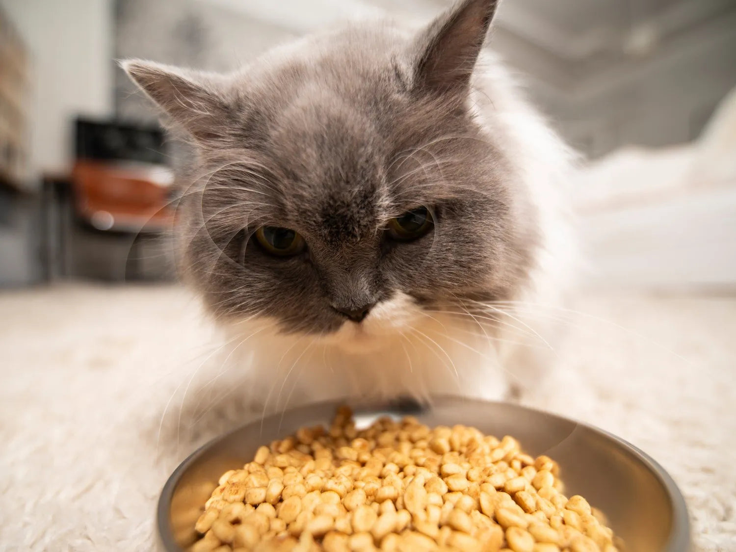 Distributeur Croquettes Connecté - Bandit 4L Chat & Petit Chien