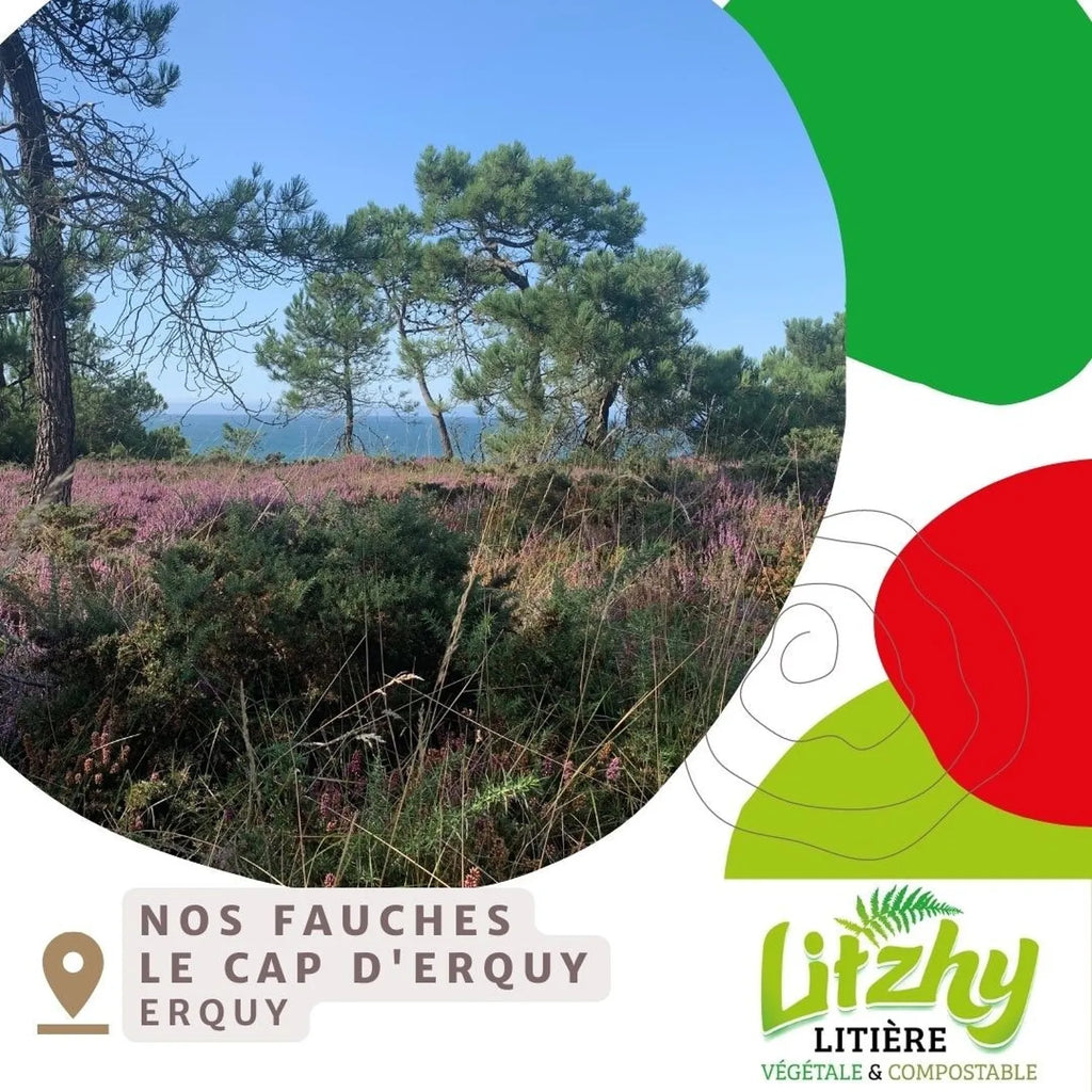 Litière végétale pour chat en vrac - Litzhy Landes Bretonnes